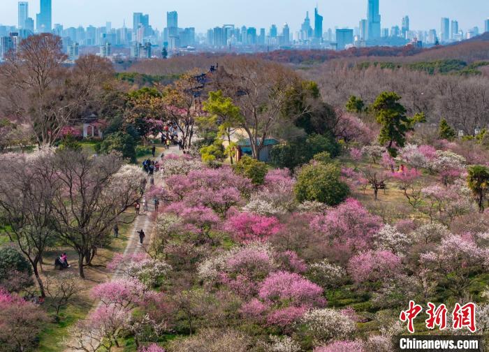 南京梅花山早梅綻放“邀約”民眾共赴“繁花之約”