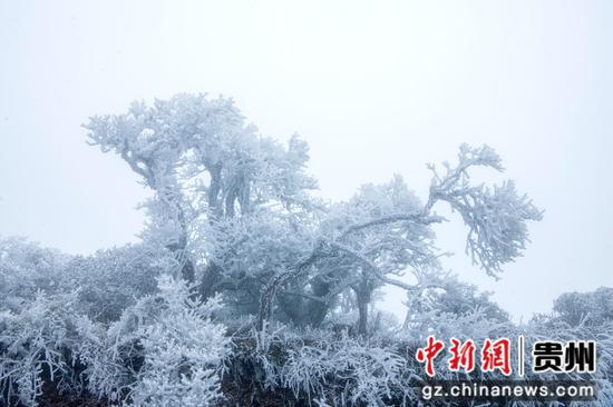 2月26日，在貴州省道真自治縣大沙河國家級(jí)自然保護(hù)區(qū)內(nèi)拍攝的雪景。
