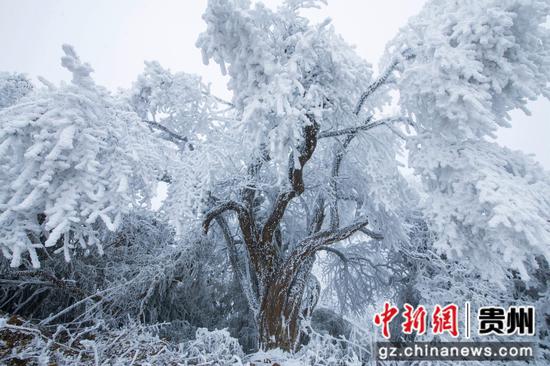 2月26日，在貴州省道真自治縣大沙河國家級(jí)自然保護(hù)區(qū)內(nèi)拍攝的雪景。