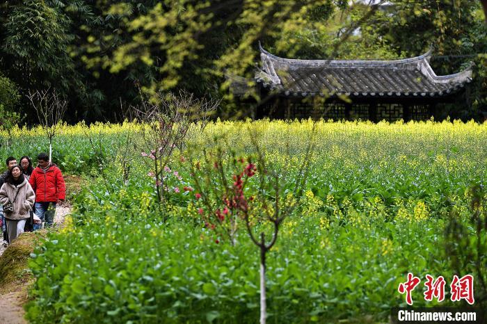 圖為2月25日，永安市吉山村油菜花相繼綻放，吸引游客前來踏春賞花�！≈行戮W(wǎng)記者 張斌 攝