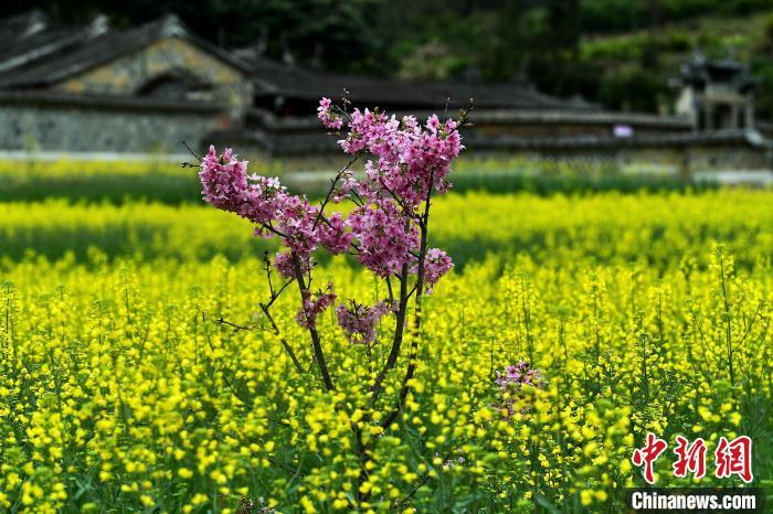 圖為2月25日，永安市吉山村油菜花海與桃花相映成趣�！≈行戮W(wǎng)記者 張斌 攝