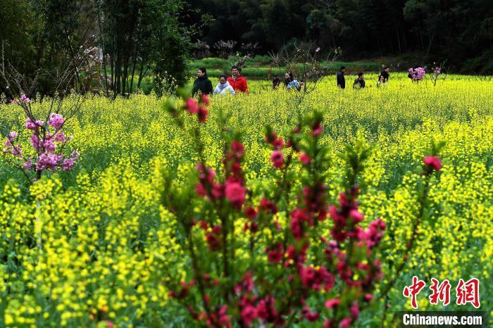 圖為2月25日，永安市吉山村連片種植的油菜花，吸引了不少游客紛至沓來，感受春日之美。 中新網(wǎng)記者 張斌 攝
