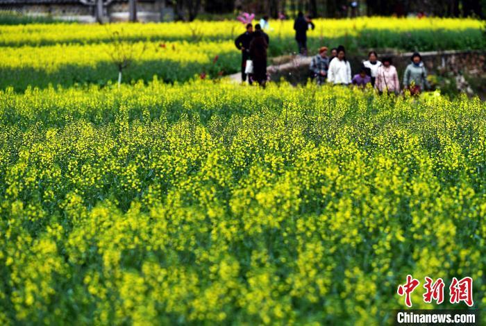 圖為2月25日，永安市吉山村連片種植的油菜花，吸引了不少游客紛至沓來，感受春日之美。　中新網(wǎng)記者 張斌 攝