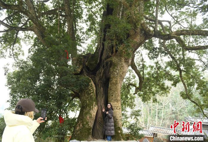 探訪“中國(guó)千年金絲楠第一村”