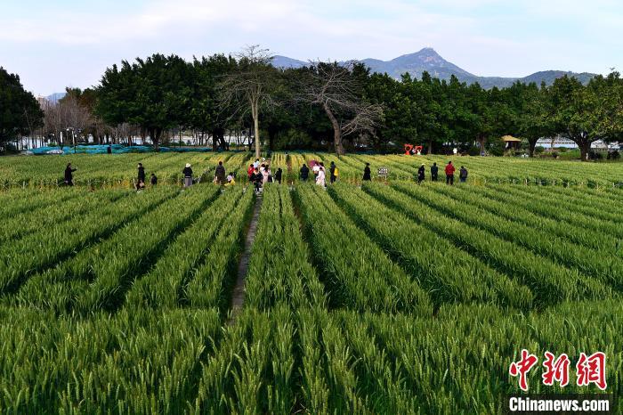 圖為3月3日，市民和游客在麥田游玩。 中新網(wǎng)記者 張斌 攝