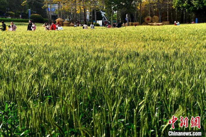 圖為3月3日，市民和游客在麥田游玩�！≈行戮W(wǎng)記者 張斌 攝