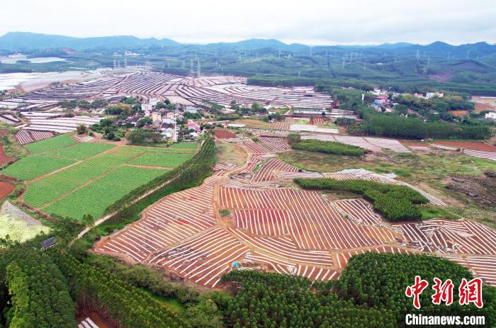 航拍位于南寧市江南區(qū)明陽農場新橋分場的田園風光。黃云峰 攝