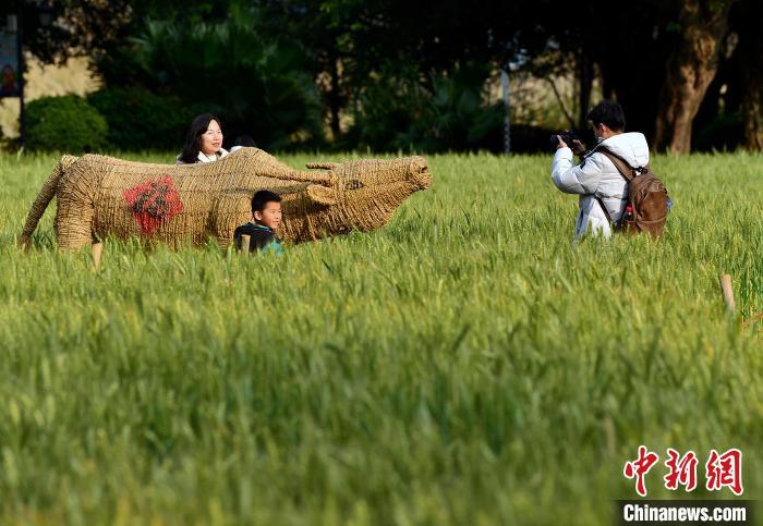 圖為3月3日，市民在麥田里拍照留念�！≈行戮W(wǎng)記者 張斌 攝