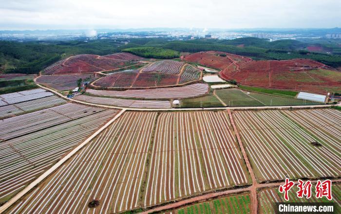 航拍位于南寧市江南區(qū)明陽農場新橋分場的田園風光。黃云峰 攝