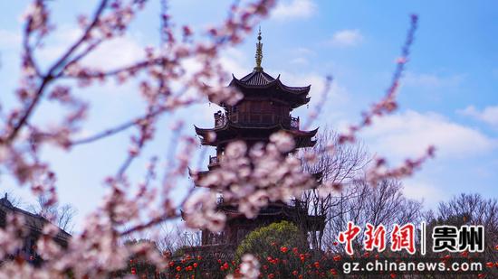 貴州大方：古鎮(zhèn)春意鬧枝頭