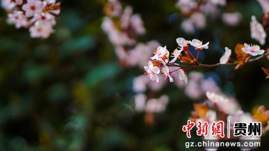 3月5日古鎮(zhèn)春日風(fēng)景櫻花開放。  李靈攝