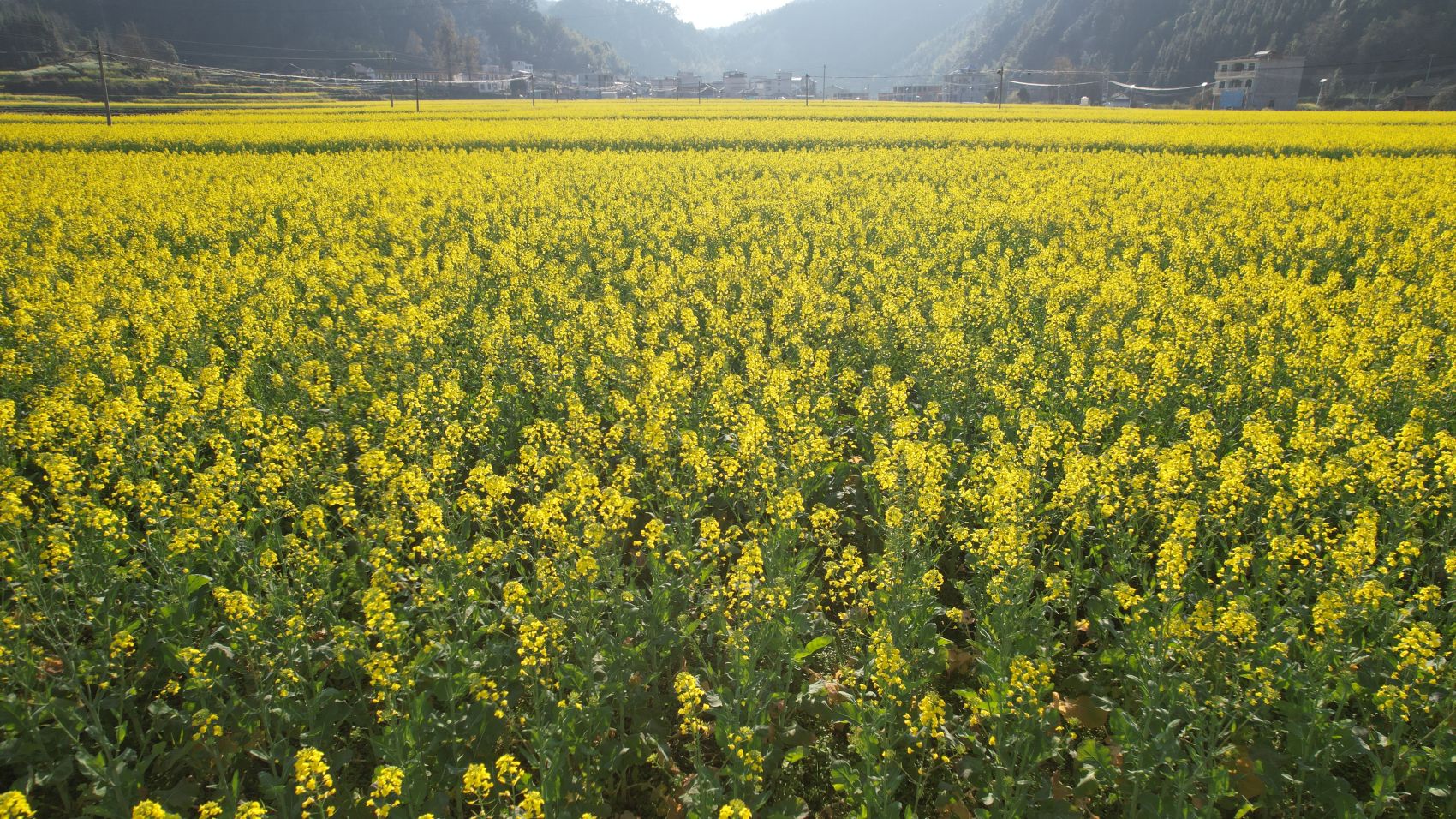 千畝油菜花點(diǎn)綴美麗鄉(xiāng)村