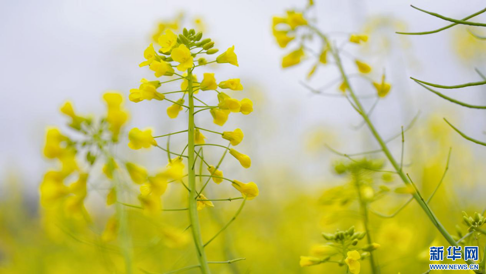 福建泉州：陽(yáng)春三月 春暖花開