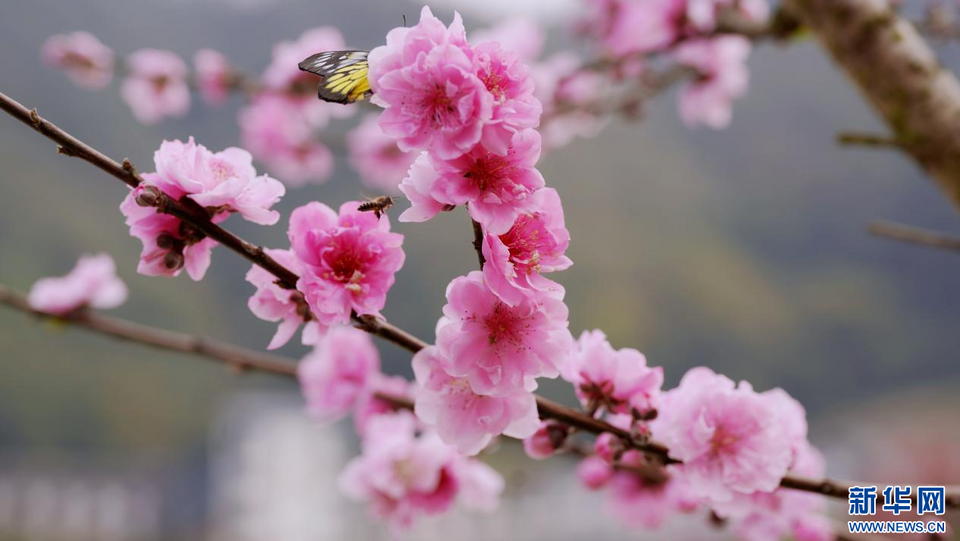福建泉州：陽(yáng)春三月 春暖花開