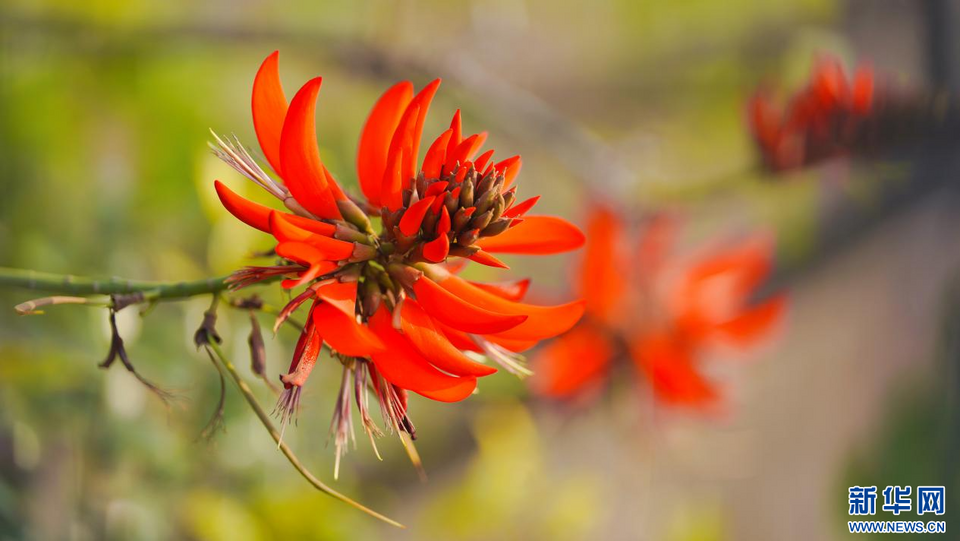 福建泉州：陽(yáng)春三月 春暖花開