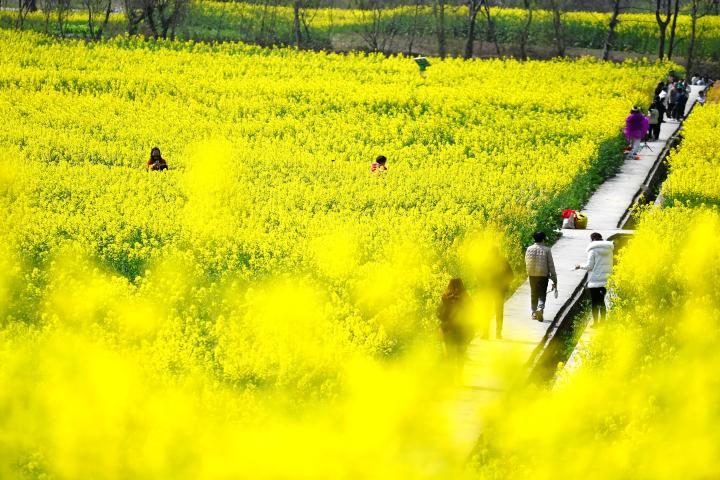 重慶酉陽油菜花開春意濃。陳碧生攝