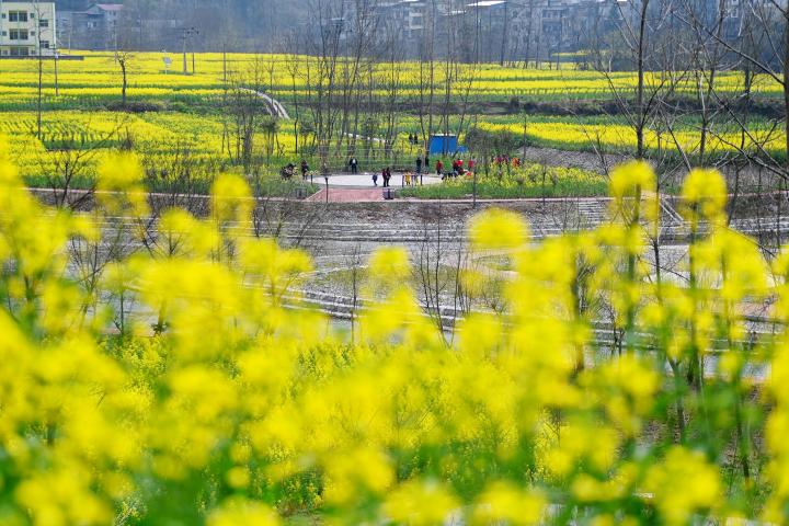 重慶酉陽油菜花開春意濃。陳碧生攝