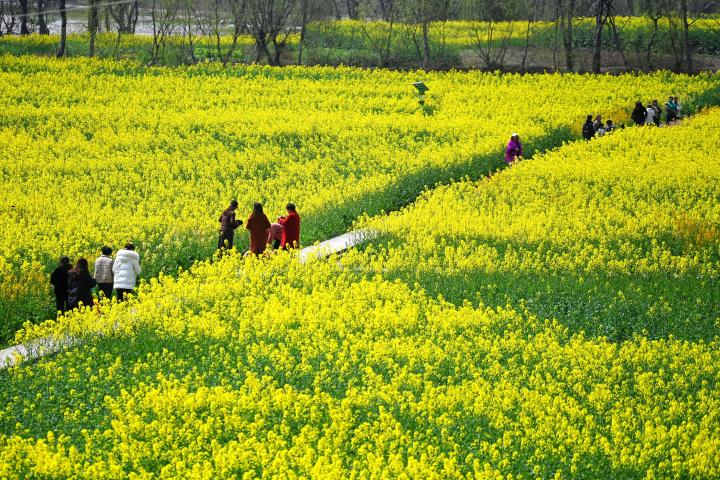 重慶酉陽(yáng)油菜花開春意濃