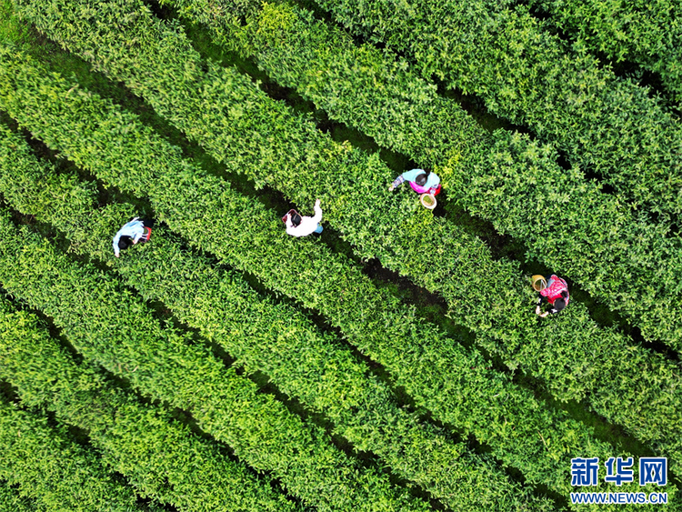 貴州：春茶飄香采摘忙