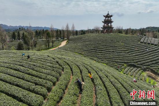 3月19日，航拍鳳岡縣何壩街道境內(nèi)的茶園�！≈行戮W(wǎng)記者 瞿宏倫 攝