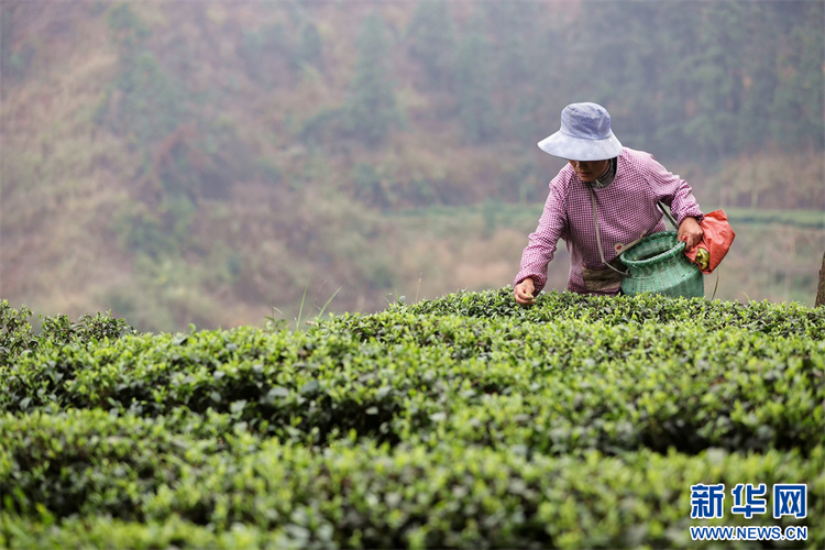 貴州：春茶飄香采摘忙
