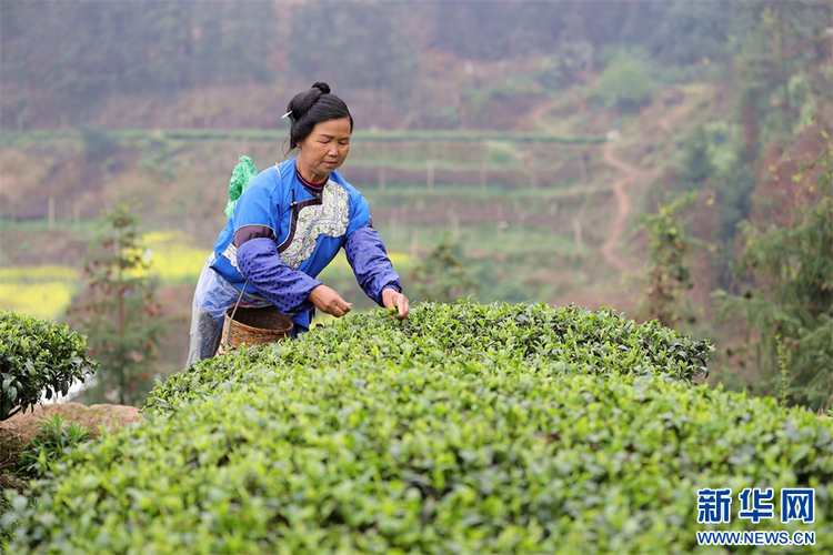 貴州：春茶飄香采摘忙