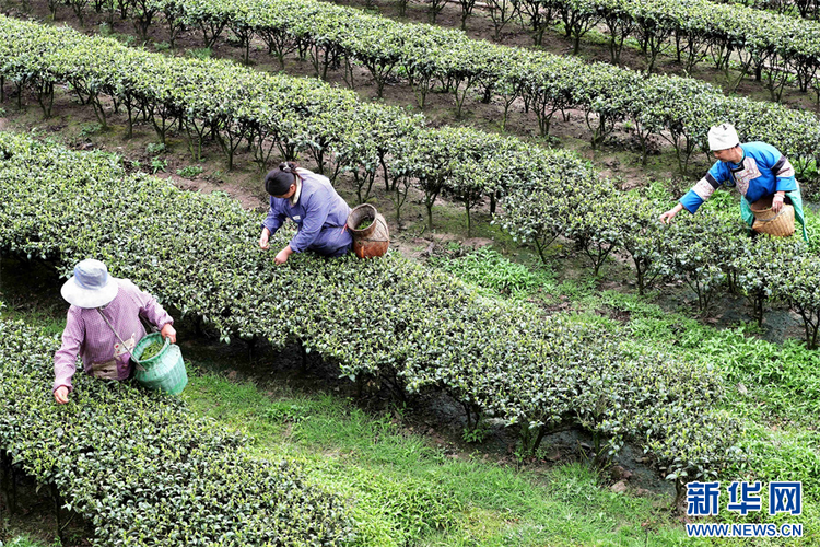 貴州：春茶飄香采摘忙