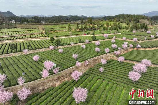 3月19日，航拍鳳岡縣永安鎮(zhèn)境內(nèi)的茶園。 中新網(wǎng)記者 瞿宏倫 攝
