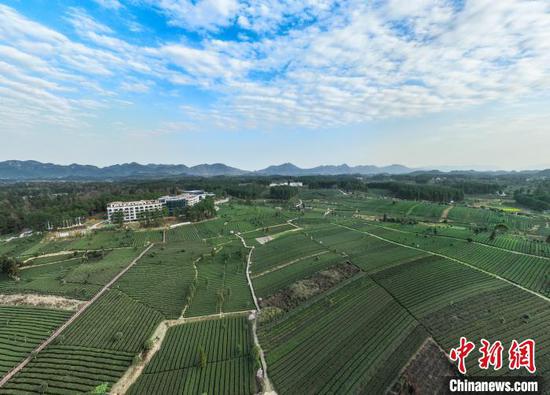 3月19日，航拍鳳岡縣永安鎮(zhèn)境內(nèi)的茶園�！≈行戮W(wǎng)記者 瞿宏倫 攝