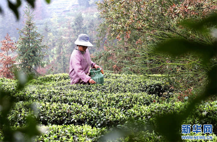 貴州：春茶飄香采摘忙