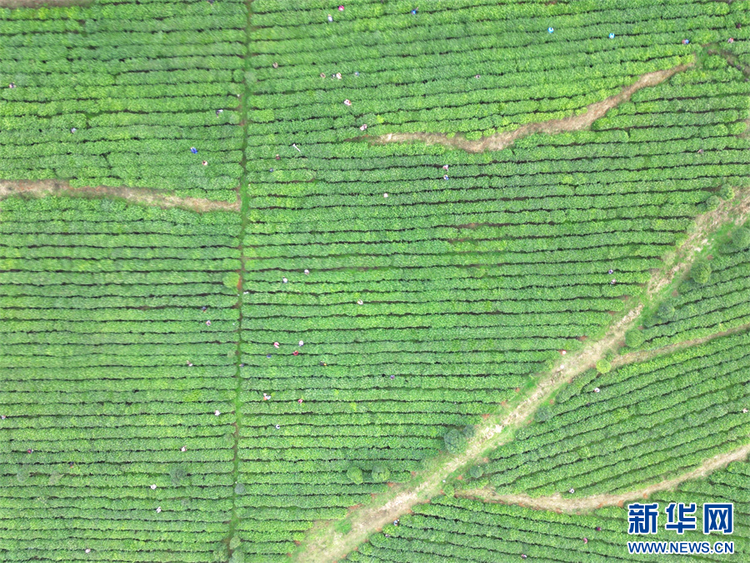 貴州：春茶飄香采摘忙