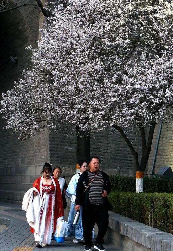 古城墻下 護城河畔 紅葉李盛開醉游人