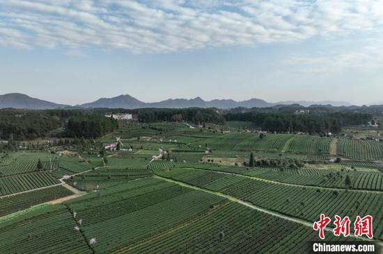 3月19日，航拍鳳岡縣永安鎮(zhèn)境內(nèi)的茶園�！≈行戮W(wǎng)記者 瞿宏倫 攝