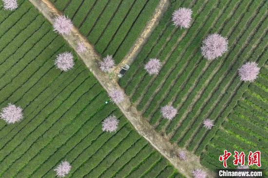 3月19日，航拍鳳岡縣永安鎮(zhèn)境內(nèi)的茶園。　中新網(wǎng)記者 瞿宏倫 攝