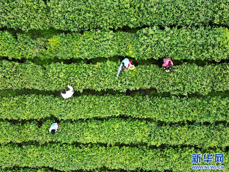 貴州：春茶飄香采摘忙