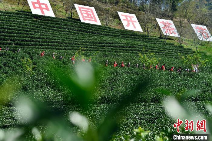 圖為3月20日，參加開茶節(jié)的茶農(nóng)行走在茶山上�！≈行戮W(wǎng)記者 張斌 攝