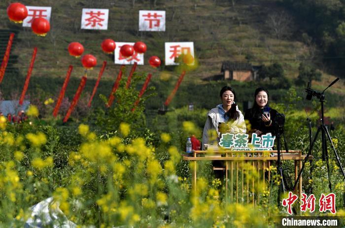 圖為3月20日，開茶節(jié)上主播在茶園直播預(yù)售春茶�！≈行戮W(wǎng)記者 張斌 攝
