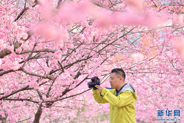 南京：暖風(fēng)拂面春意濃 踏青賞櫻正當(dāng)時(shí)