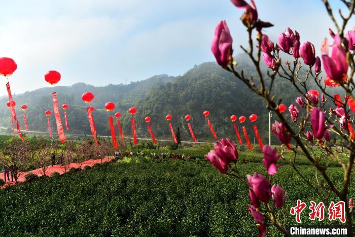 3月20日，第六屆政和白茶開茶節(jié)在福建省政和縣西津畬族村紅巖崗生態(tài)茶園舉行。 中新網(wǎng)記者 張斌 攝