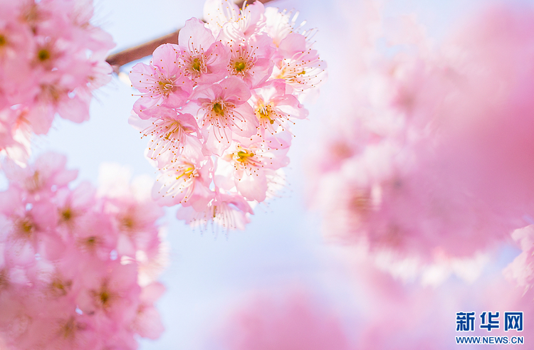 南京：暖風(fēng)拂面春意濃 踏青賞櫻正當(dāng)時(shí)