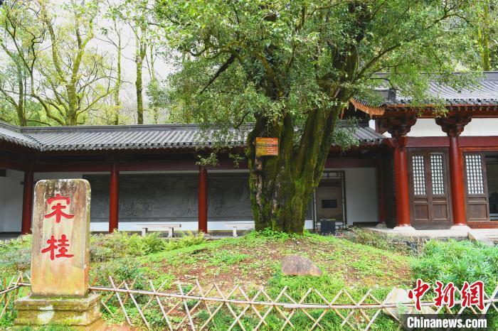 福建省南平市武夷山武夷宮內(nèi)的兩株桂花樹，高約15.6米，胸圍382厘米，為南宋理學(xué)家朱熹親手所栽，被譽(yù)名為