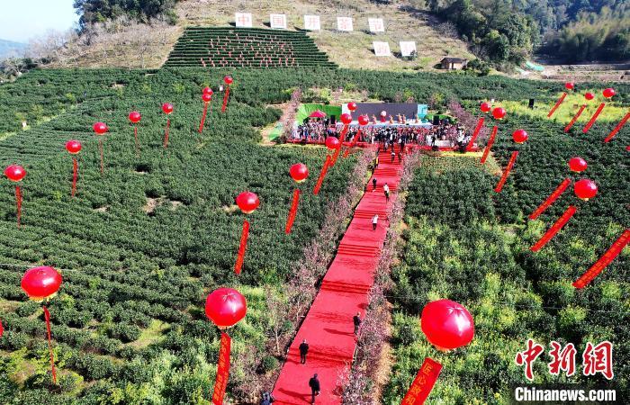 3月20日，第六屆政和白茶開茶節(jié)在福建省政和縣西津畬族村紅巖崗生態(tài)茶園舉行。(無人機照片) 中新網(wǎng)記者 張斌 攝
