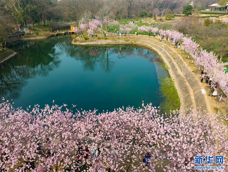 南京中山植物園：暖風(fēng)拂面春意濃 踏青賞櫻正當(dāng)時(shí)