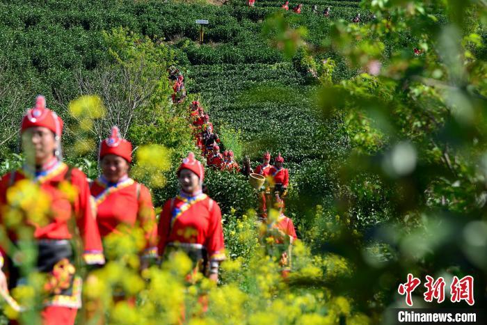 圖為3月20日，參加開茶節(jié)的茶農(nóng)行走在茶山上�！≈行戮W(wǎng)記者 張斌 攝