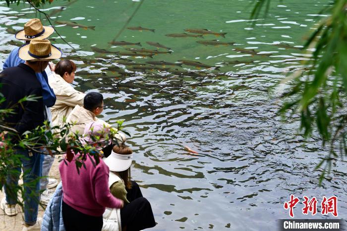 3月21日，在武夷山國家公園九曲溪中暢游的魚兒吸引游客。　中新網(wǎng)記者 張斌 攝