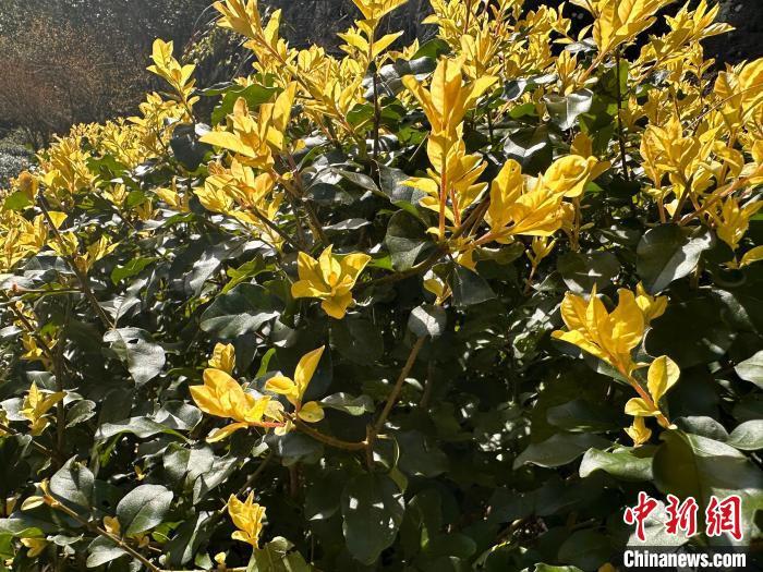 武夷山天游峰下，小樹抽新芽。中新網(wǎng)記者 張麗君 攝