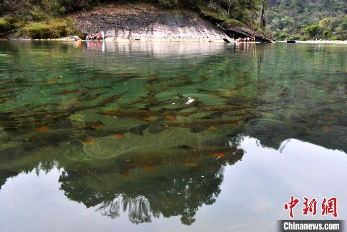 3月21日，魚兒在武夷山國家公園九曲溪中暢游�！≈行戮W(wǎng)記者 張斌 攝
