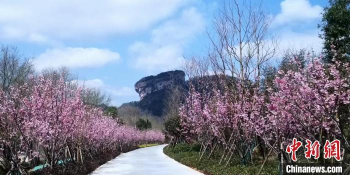 武夷山大王峰前，桃花盛開。袁秀華 攝