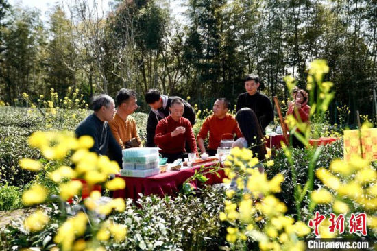 武夷山茶園綠茶黃花分外美，游人品茗其間盡享明媚春光。中新網(wǎng)記者 張麗君 攝