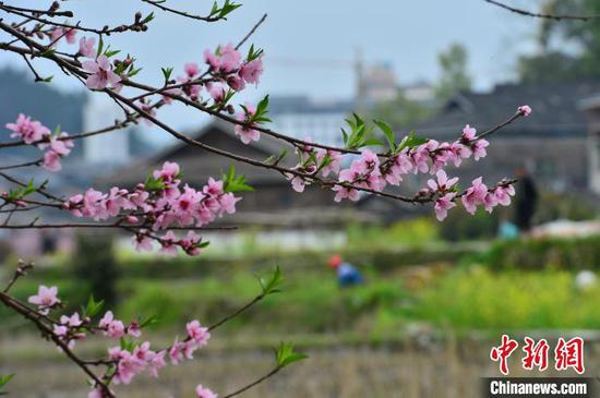 貴州侗寨春滿園